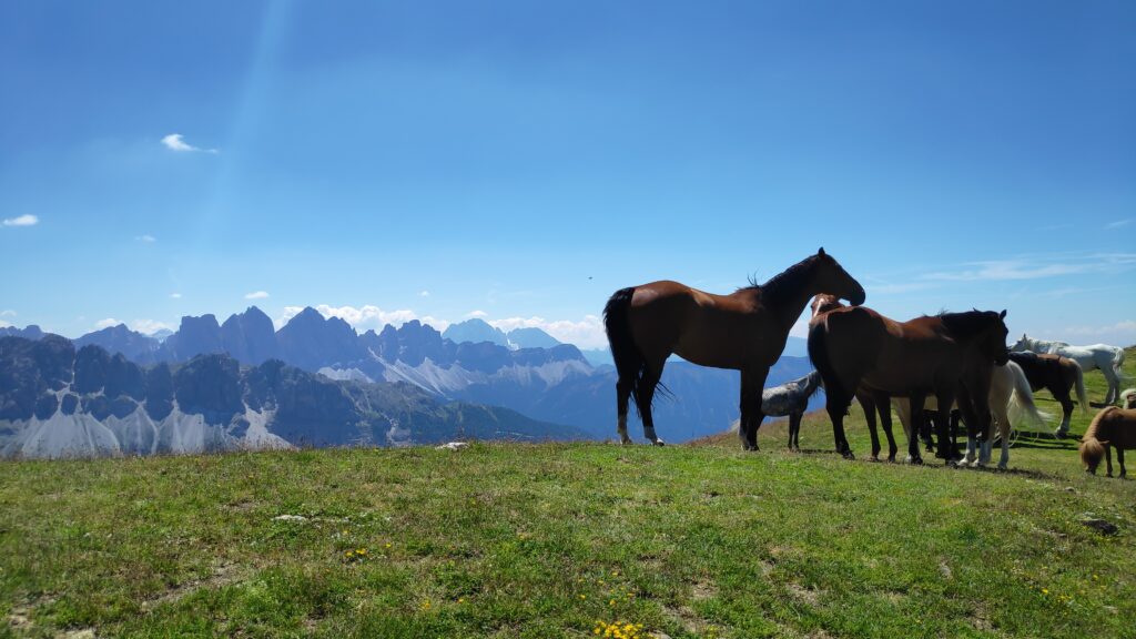 Sattlerei Oberhauser Werkstatt in Niederrasen, Südtirol
